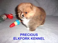 PRECIOUS, a female Pomeranian for sale in Paris, MO – Photo 6 of 10