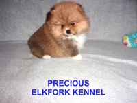 PRECIOUS, a female Pomeranian for sale in Paris, MO – Photo 5 of 10