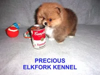 PRECIOUS, a female Pomeranian for sale in Paris, MO – Photo 8 of 10