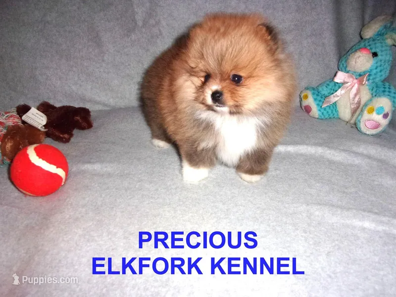 PRECIOUS – Pomeranian puppy for sale in Paris, MO