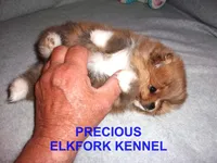 PRECIOUS, a female Pomeranian for sale in Paris, MO – Photo 7 of 10