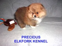 PRECIOUS, a female Pomeranian for sale in Paris, MO – Photo 3 of 10