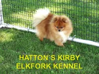 BooBoo, a female Pomeranian for sale in Paris, MO – 10 of 10