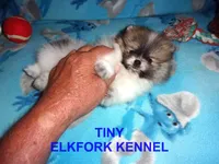 TINY, a male Pomeranian for sale in Paris, MO – 7 of 10