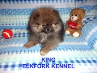 KING, a male Pomeranian for sale in Paris, MO – Photo 7 of 10