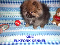 KING, a male Pomeranian for sale in Paris, MO – Photo 2 of 10