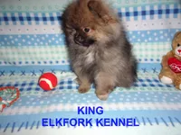 KING, a male Pomeranian for sale in Paris, MO – Photo 3 of 10