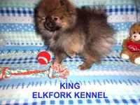 KING, a male Pomeranian for sale in Paris, MO – Photo 6 of 10