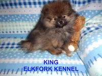 KING, a male Pomeranian for sale in Paris, MO – Photo 4 of 10