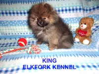 KING, a male Pomeranian for sale in Paris, MO – Photo 5 of 10