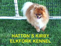KING, a male Pomeranian for sale in Paris, MO – Photo 10 of 10