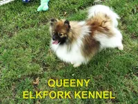 KING, a male Pomeranian for sale in Paris, MO – Photo 9 of 10