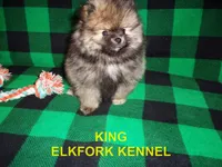 KING, a male Pomeranian for sale in Paris, MO – Photo 8 of 10