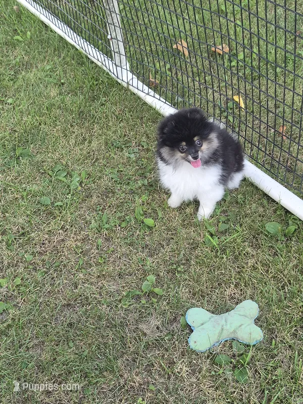 ROXY – Pomeranian puppy for sale in Paris, MO