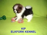 KIP, a male Pomeranian for sale in Paris, MO – 3 of 10