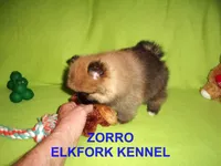 ZORRO, a male Pomeranian for sale in Paris, MO – Photo 7 of 10