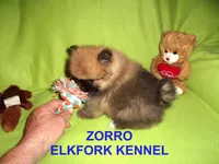 ZORRO, a male Pomeranian for sale in Paris, MO – Photo 2 of 10