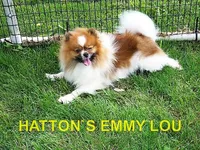 ZORRO, a male Pomeranian for sale in Paris, MO – Photo 9 of 10