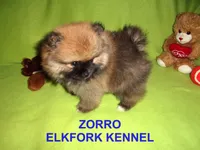ZORRO, a male Pomeranian for sale in Paris, MO – Photo 4 of 10