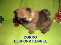 ZORRO, a male Pomeranian for sale in Paris, MO – Photo 5 of 10