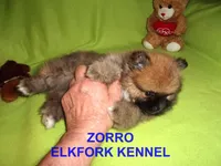 ZORRO, a male Pomeranian for sale in Paris, MO – Photo 3 of 10