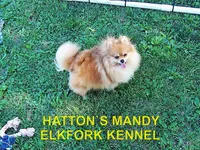 PRINCE, a male Pomeranian for sale in Paris, MO – 9 of 10