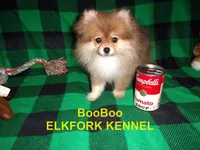 BooBoo, a female Pomeranian for sale in Paris, MO – 6 of 10
