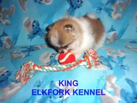 KING, a male Pomeranian for sale in Paris, MO – 6 of 10