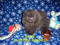 BLUE, a female Pomeranian for sale in Paris, MO – 4 of 10