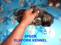 SPECK, a male Pomeranian for sale in Paris, MO – 4 of 10