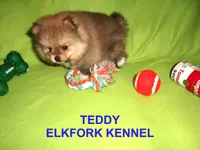 TEDDY, a male Pomeranian for sale in Paris, MO – Photo 7 of 10