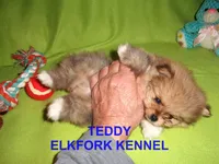 TEDDY, a male Pomeranian for sale in Paris, MO – Photo 6 of 10