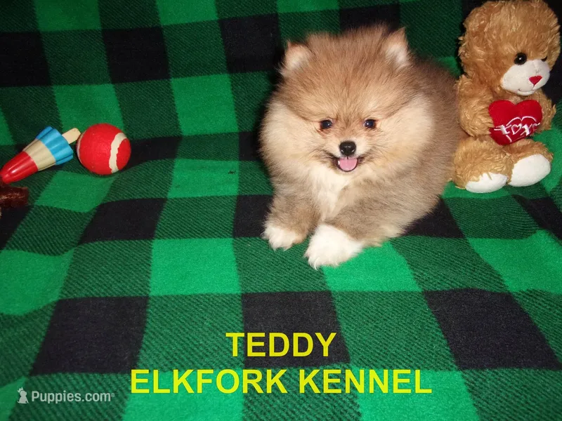 TEDDY – Pomeranian puppy for sale in Paris, MO