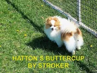 TEDDY, a male Pomeranian for sale in Paris, MO – Photo 9 of 10