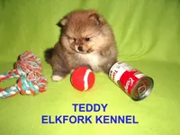 TEDDY, a male Pomeranian for sale in Paris, MO – Photo 3 of 10