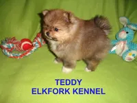 TEDDY, a male Pomeranian for sale in Paris, MO – Photo 2 of 10
