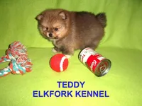 TEDDY, a male Pomeranian for sale in Paris, MO – Photo 8 of 10