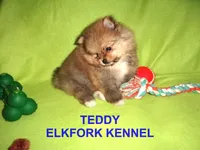 TEDDY, a male Pomeranian for sale in Paris, MO – Photo 5 of 10