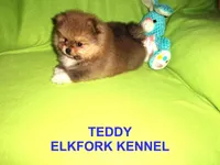 TEDDY, a male Pomeranian for sale in Paris, MO – Photo 4 of 10