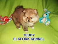 TEDDY, a male Pomeranian for sale in Paris, MO – Photo 1 of 10