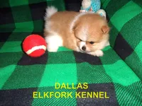 DALLAS, a male Pomeranian for sale in Paris, MO – 4 of 10