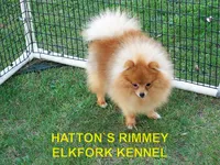 DALLAS, a male Pomeranian for sale in Paris, MO – 10 of 10