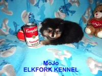 MoJo, a male Pomeranian for sale in Paris, MO – 3 of 10