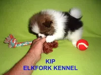 KIP, a male Pomeranian for sale in Paris, MO – 8 of 10