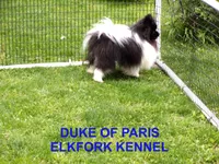 STAR, a female Pomeranian for sale in Paris, MO – 10 of 10