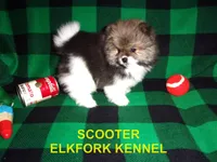 SCOOTER, a male Pomeranian for sale in Paris, MO – 2 of 10