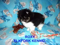 ROXY, a female Pomeranian for sale in Paris, MO – 6 of 10