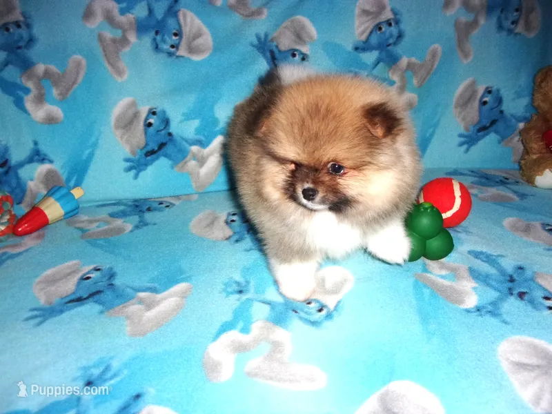 CHESTER – Pomeranian puppy for sale in Paris, MO