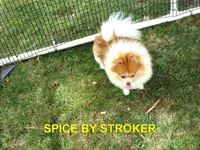 ROXY, a female Pomeranian for sale in Paris, MO – 9 of 10