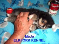 MoJo, a male Pomeranian for sale in Paris, MO – 5 of 10